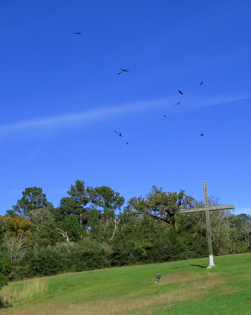 Black Vulture - ML76158861