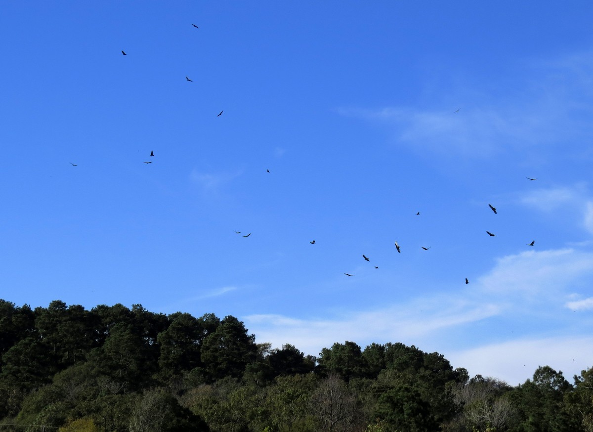 Black Vulture - Diane Drobka