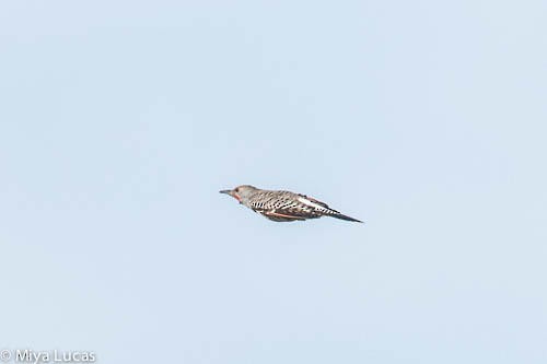 Northern Flicker (Red-shafted) - ML76160771