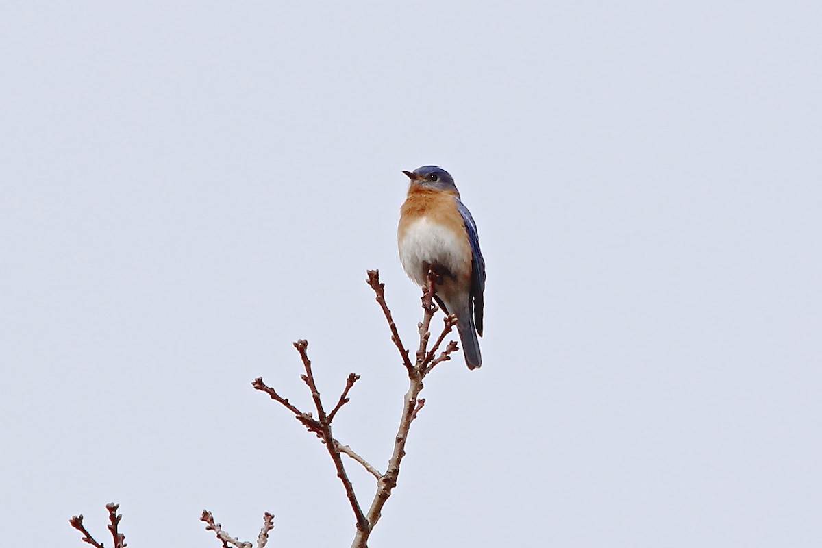 Eastern Bluebird - ML76161991