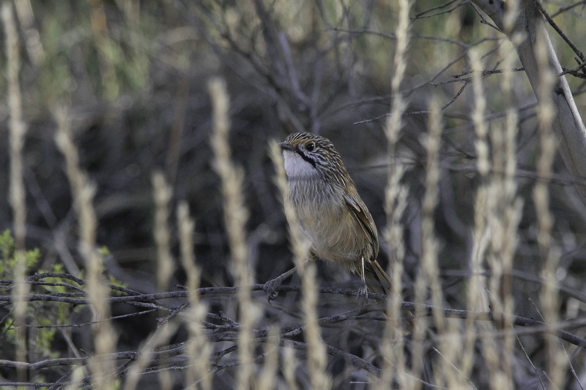 Striated Grasswren - ML76162451