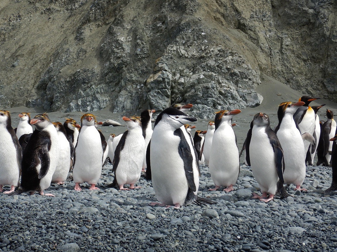 Пінгвін антарктичний - ML76164721