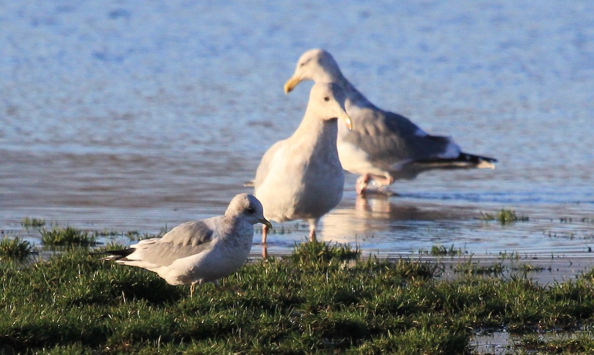 Short-billed Gull - Nels Nelson