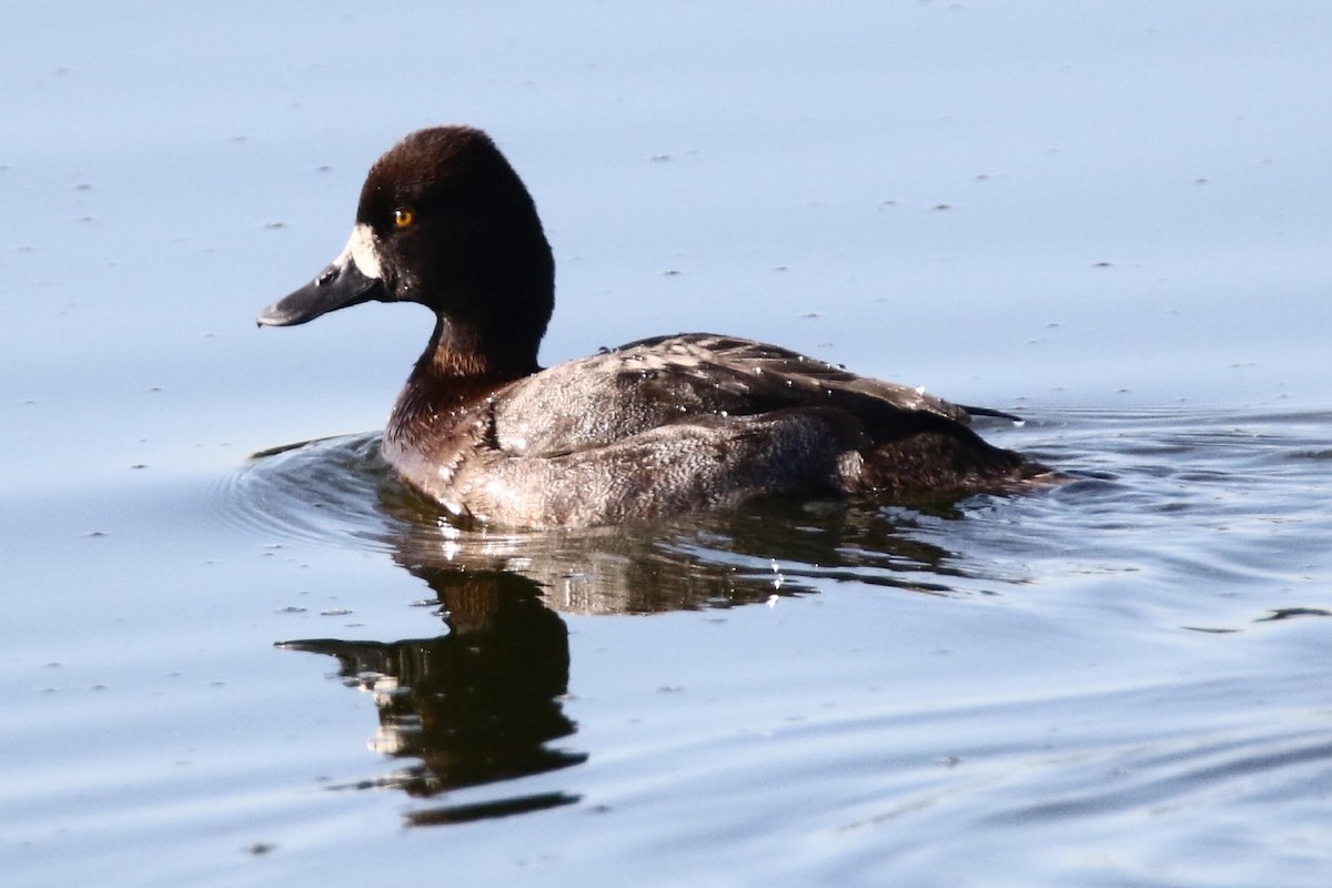 Lesser Scaup - Galen  Stewart