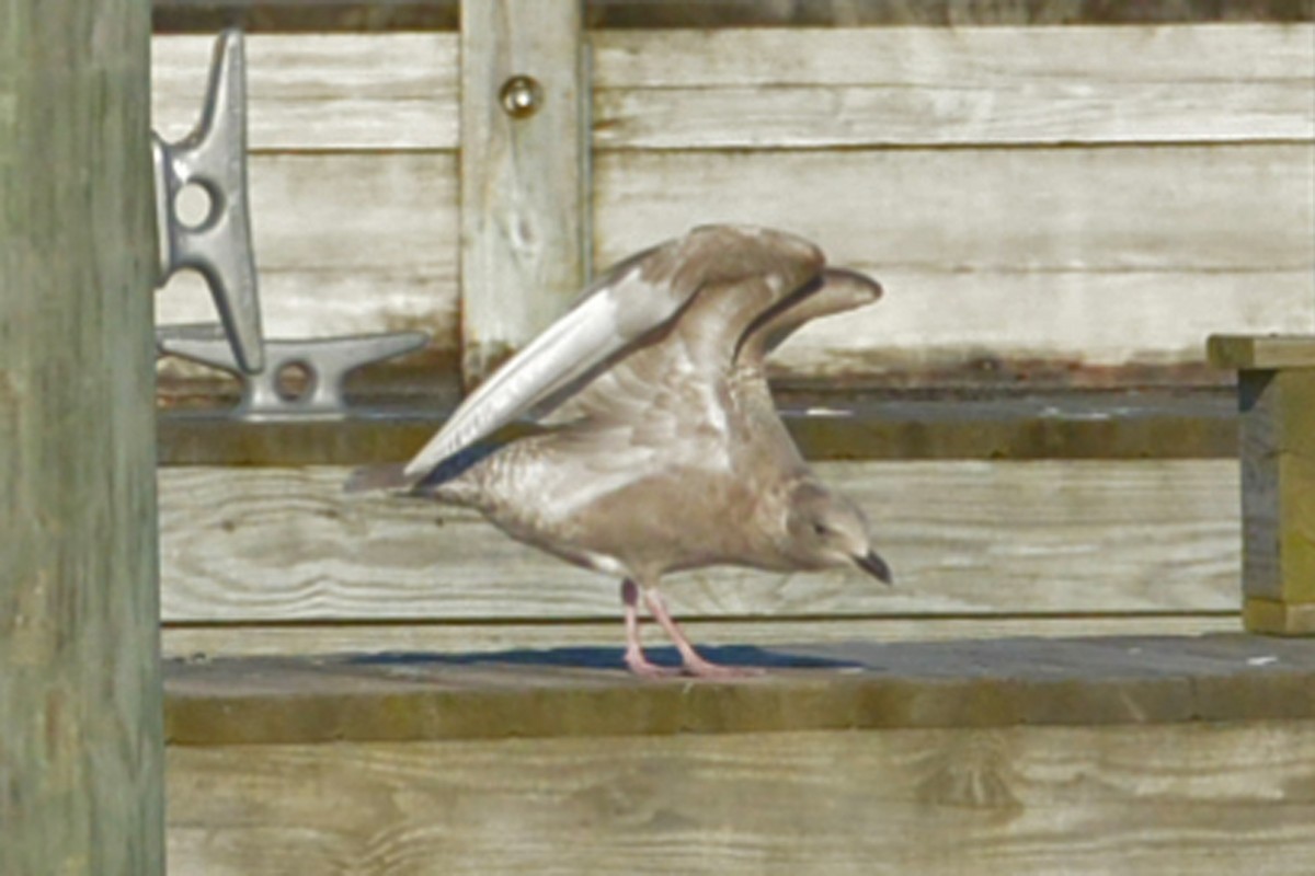 Iceland Gull (Thayer's) - Janet Smigielski