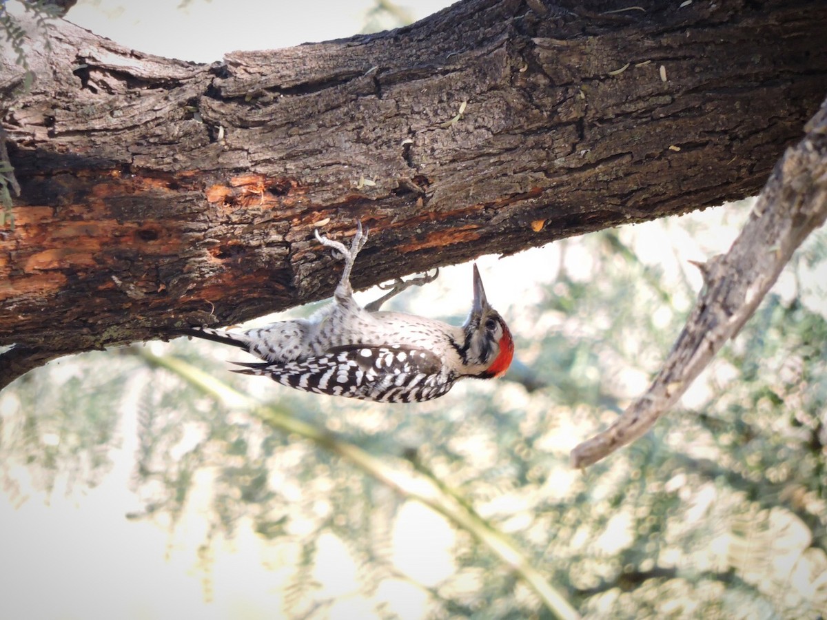 Ladder-backed Woodpecker - Usha Tatini