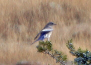 Mountain Bluebird - ML76169131