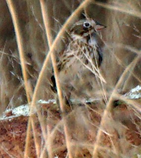 Vesper Sparrow - ML76169171