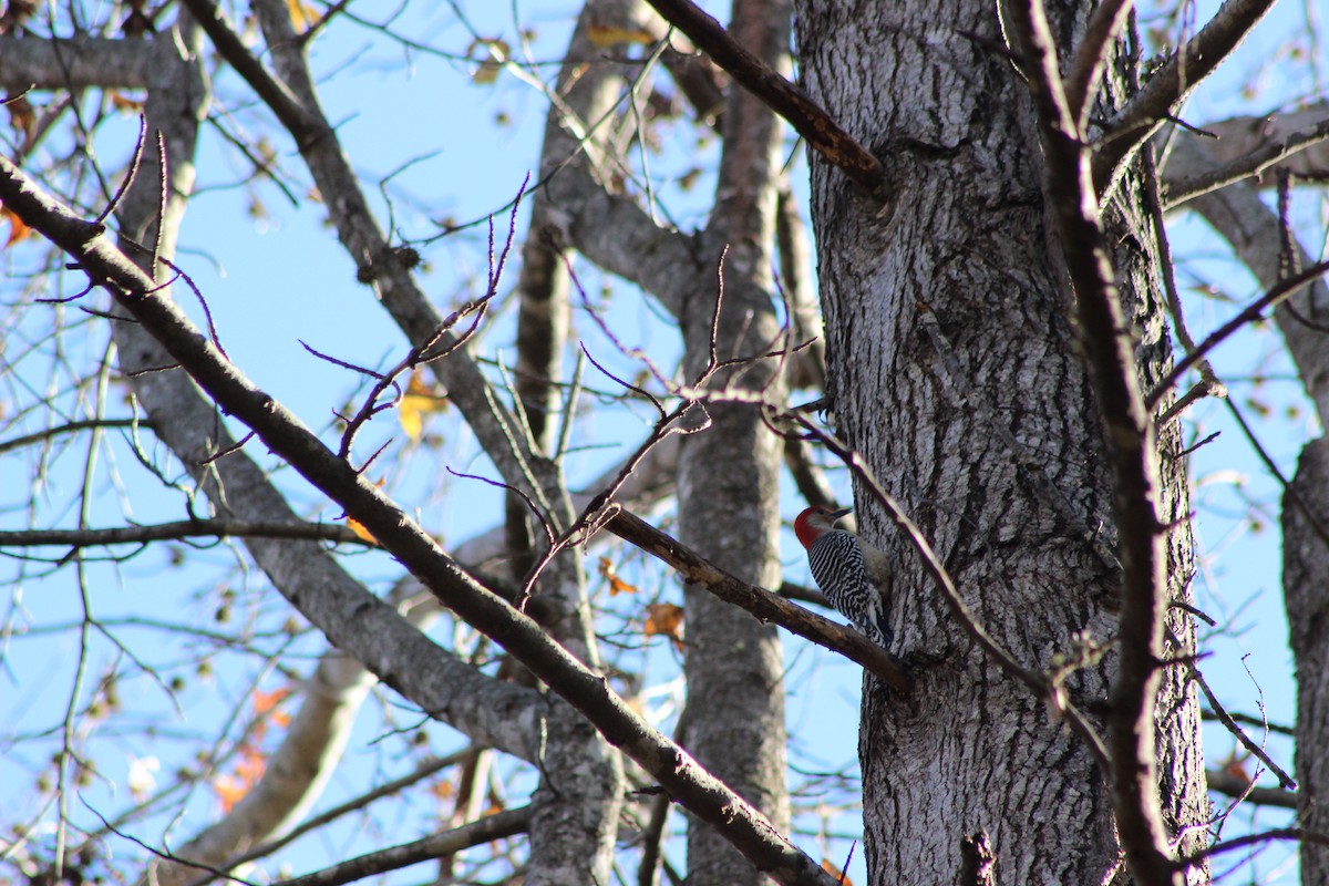 Red-bellied Woodpecker - Jake Sarna