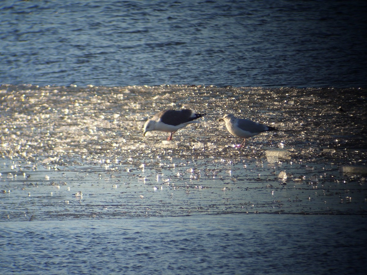 Slaty-backed Gull - Eric Howe