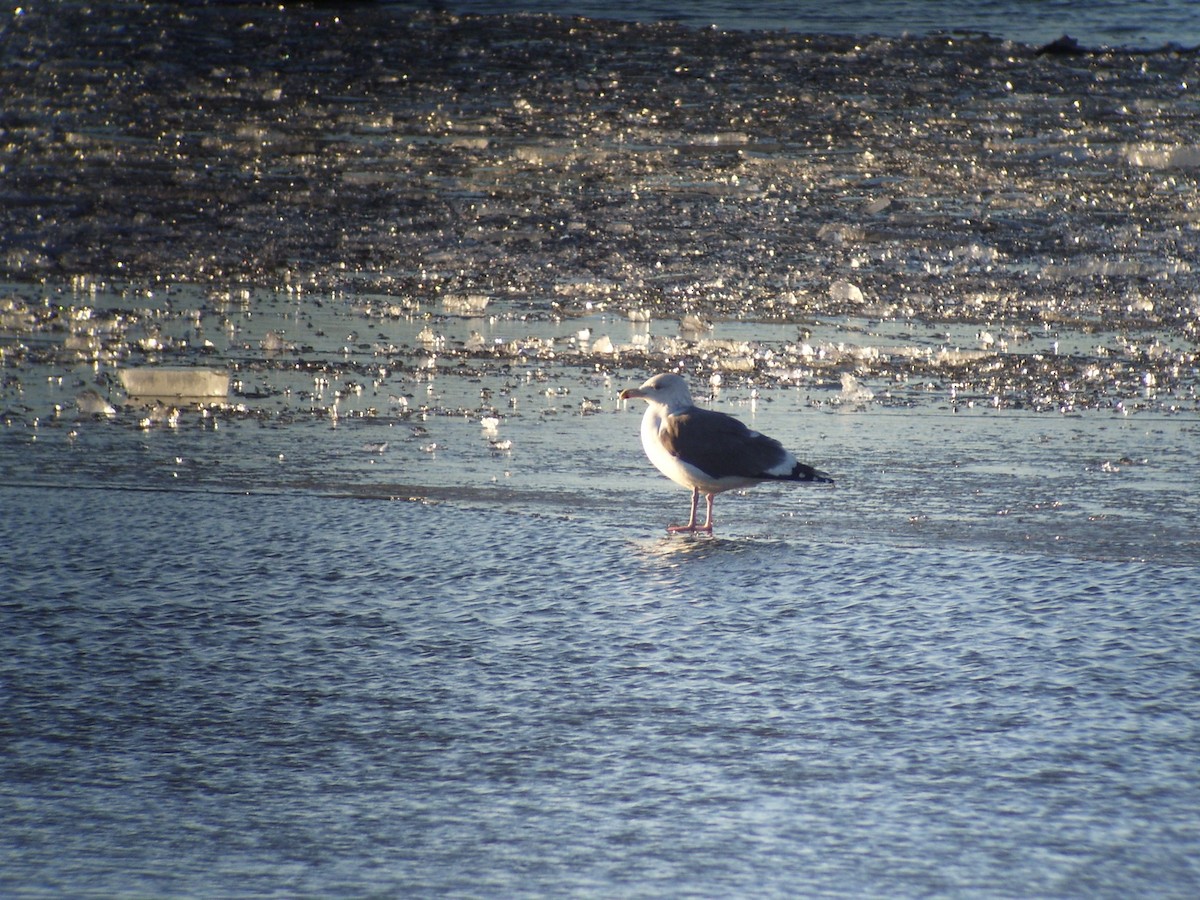 Slaty-backed Gull - ML76172231