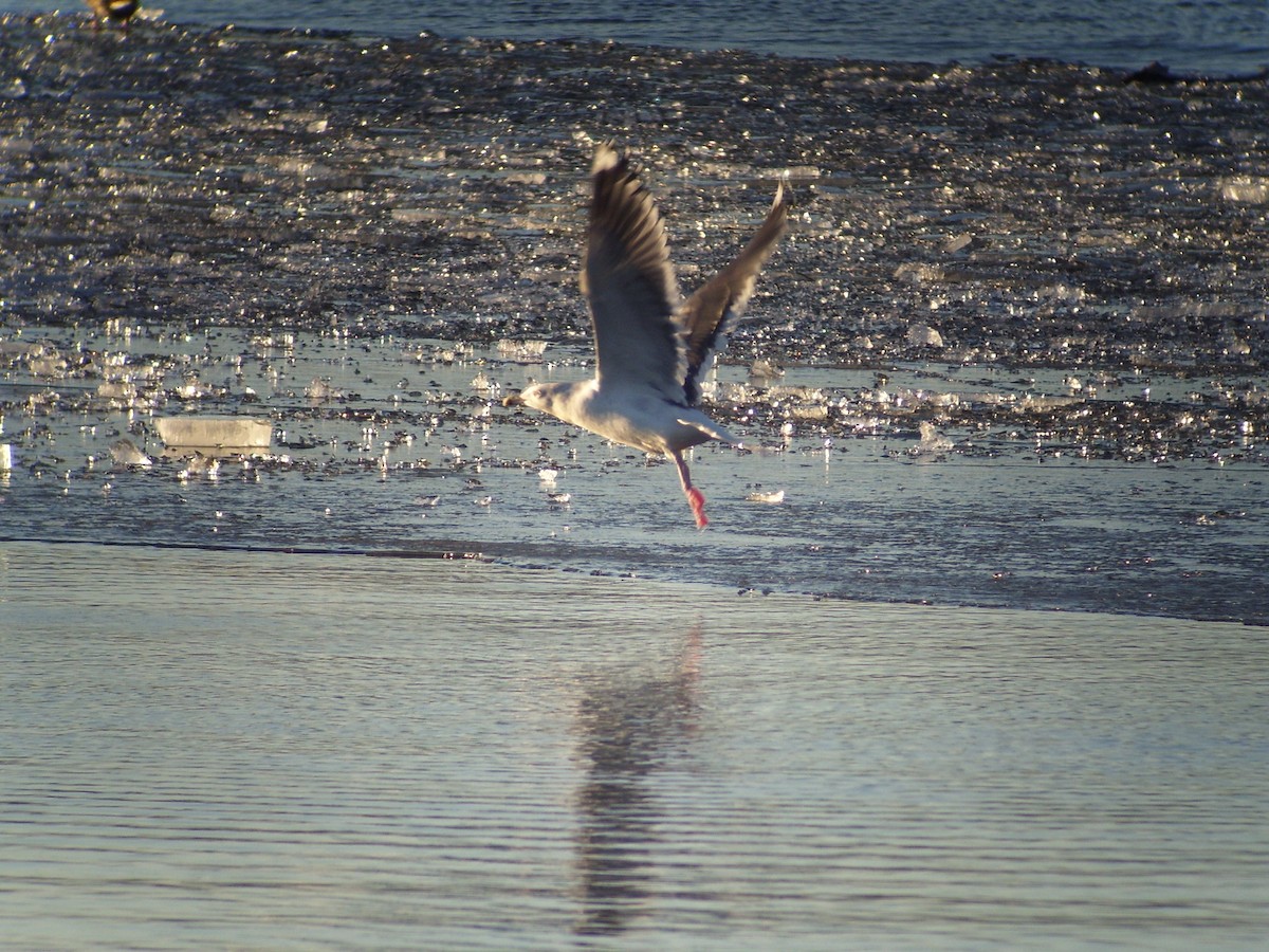 Gaviota de Kamchatka - ML76172261