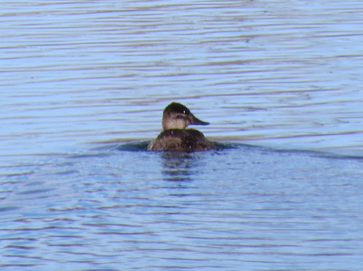 Ruddy Duck - ML76172331