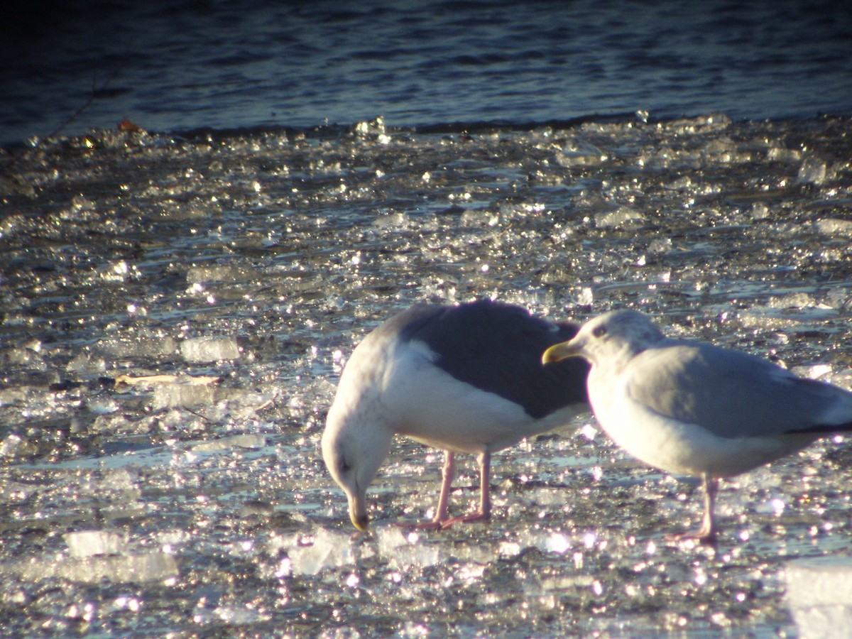 Slaty-backed Gull - ML76172531