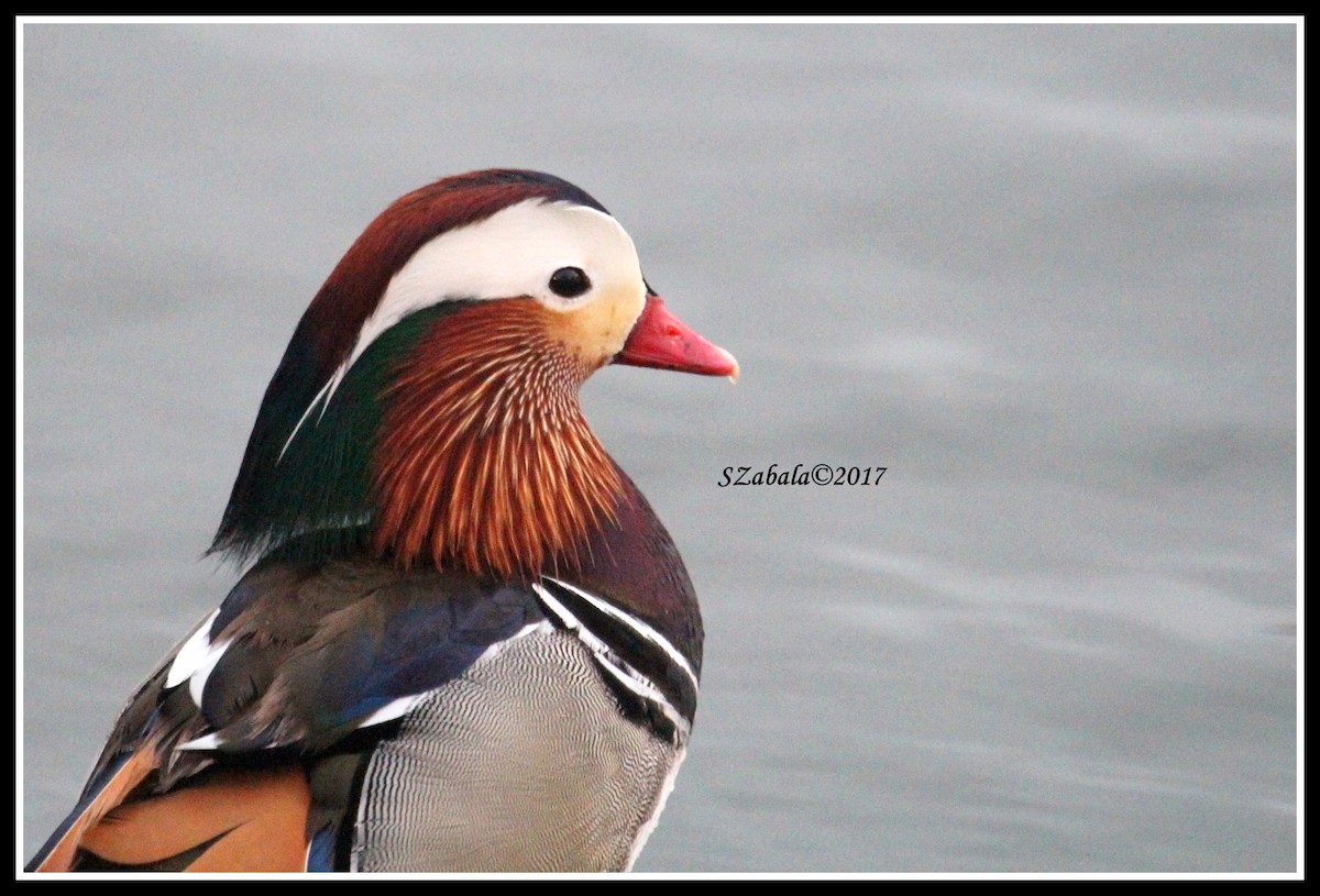 Mandarin Duck - Sandra Zabala