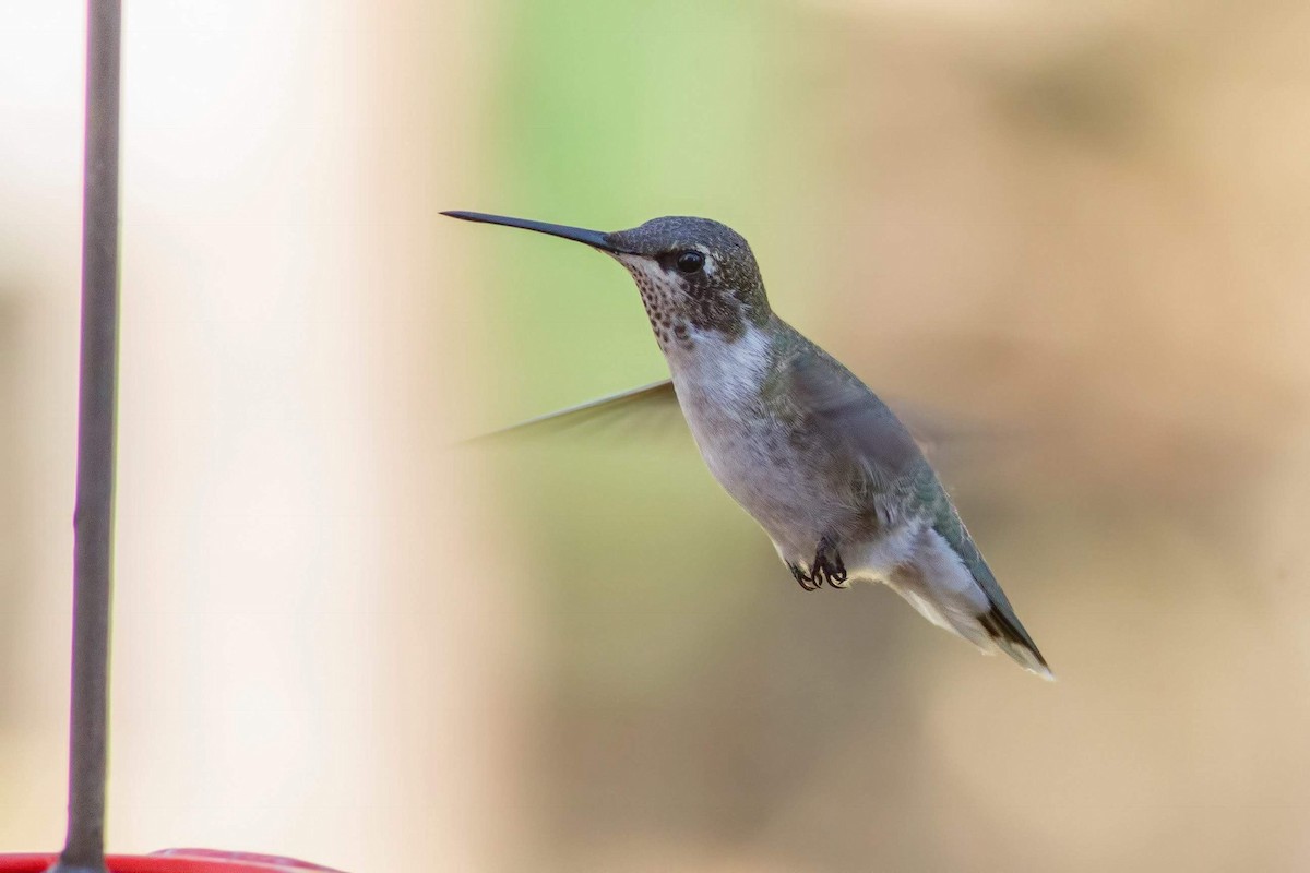 Black-chinned Hummingbird - John King