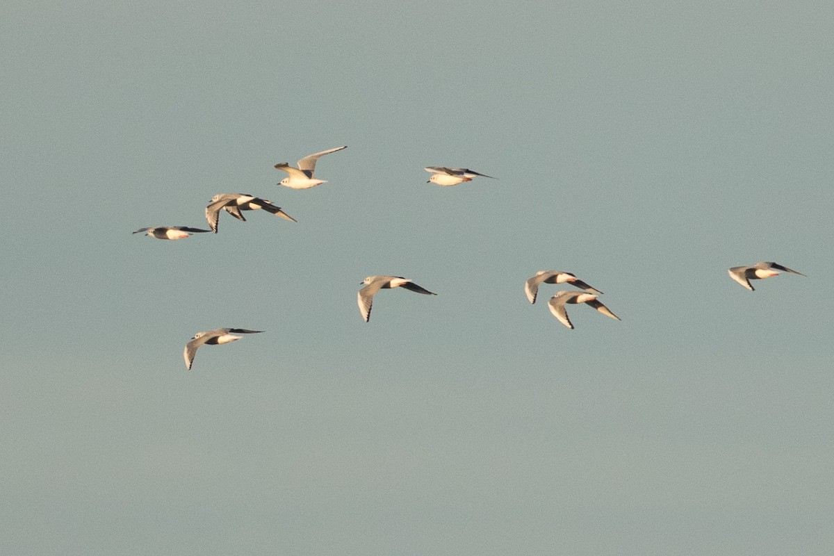 Bonaparte's Gull - ML76174681