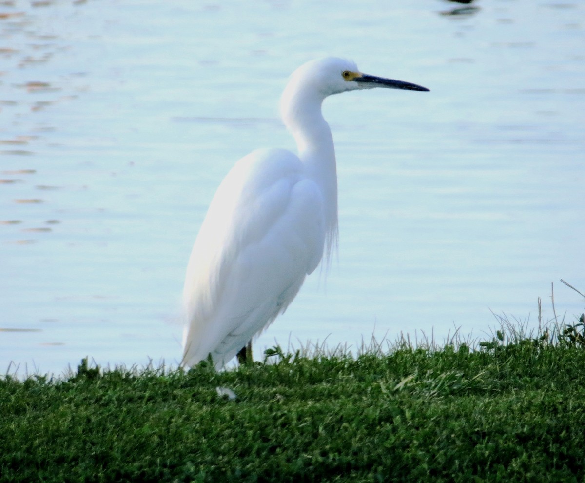 Snowy Egret - ML76174691