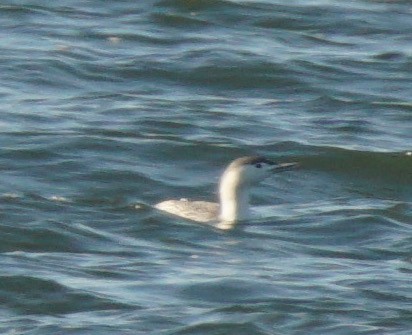 Red-throated Loon - Nevine Jacob