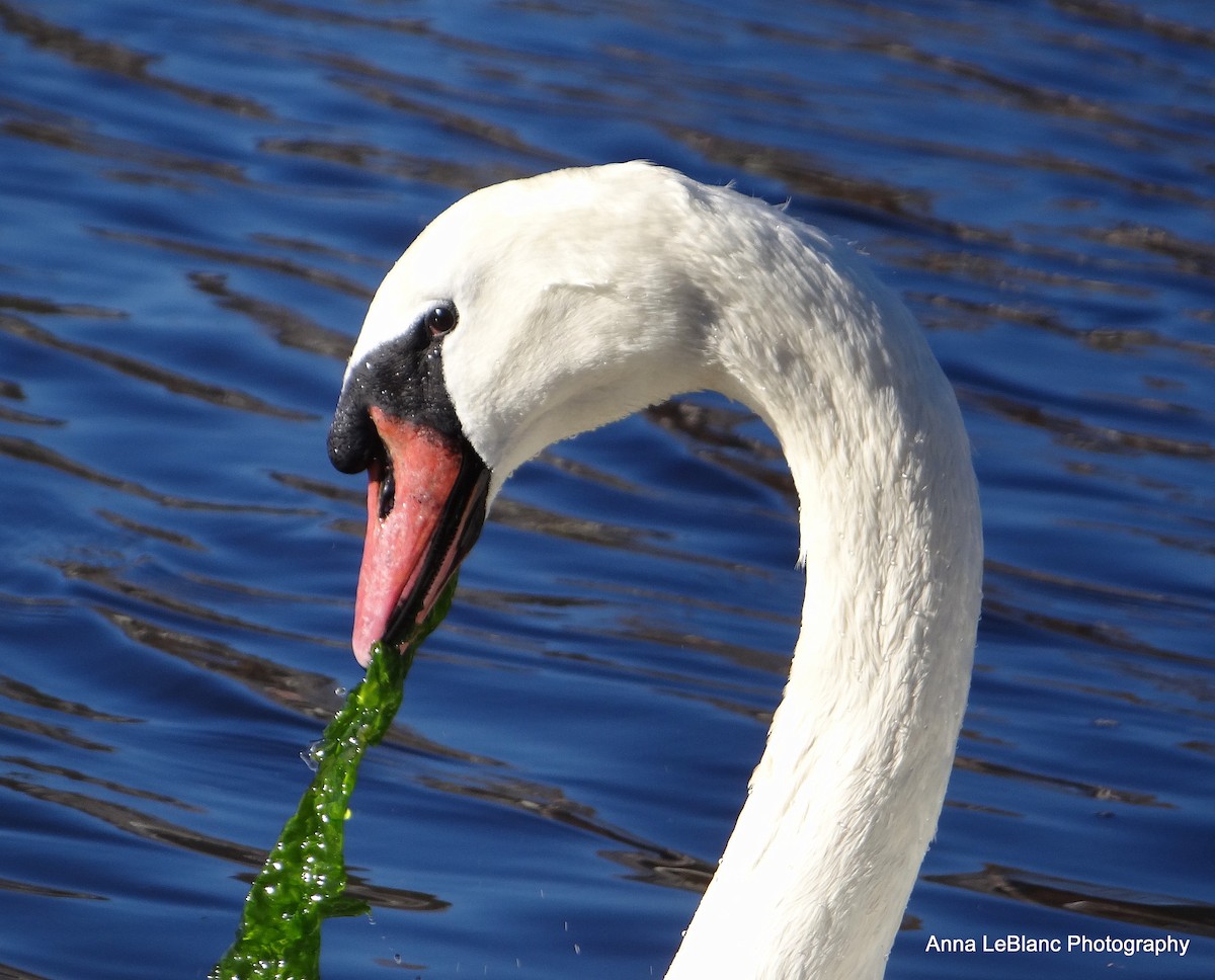 Mute Swan - ML76175011