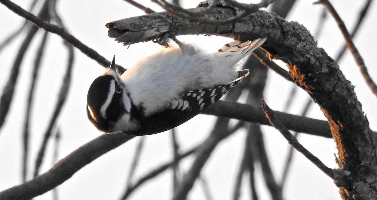 Downy Woodpecker - ML76176061