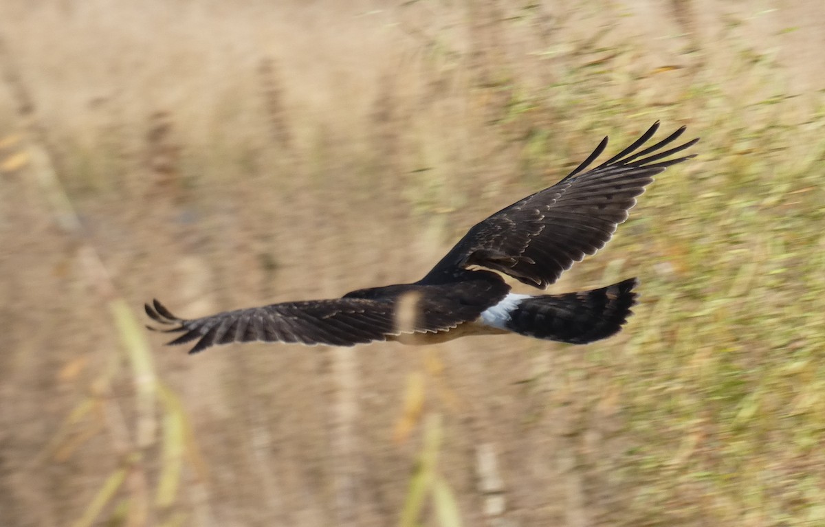 Northern Harrier - ML76176951