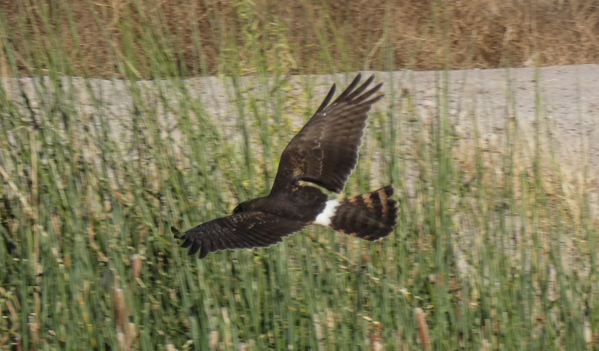 Northern Harrier - ML76176981