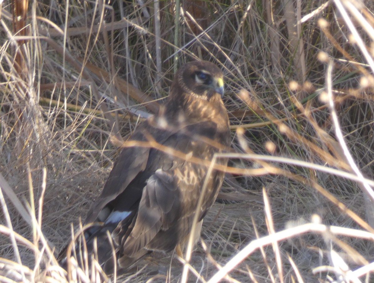 Northern Harrier - ML76177021