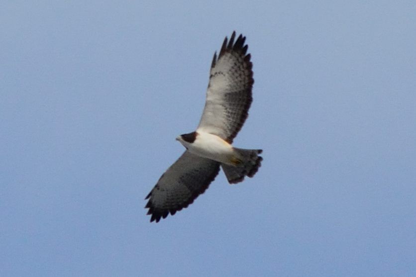 Short-tailed Hawk - ML76177761