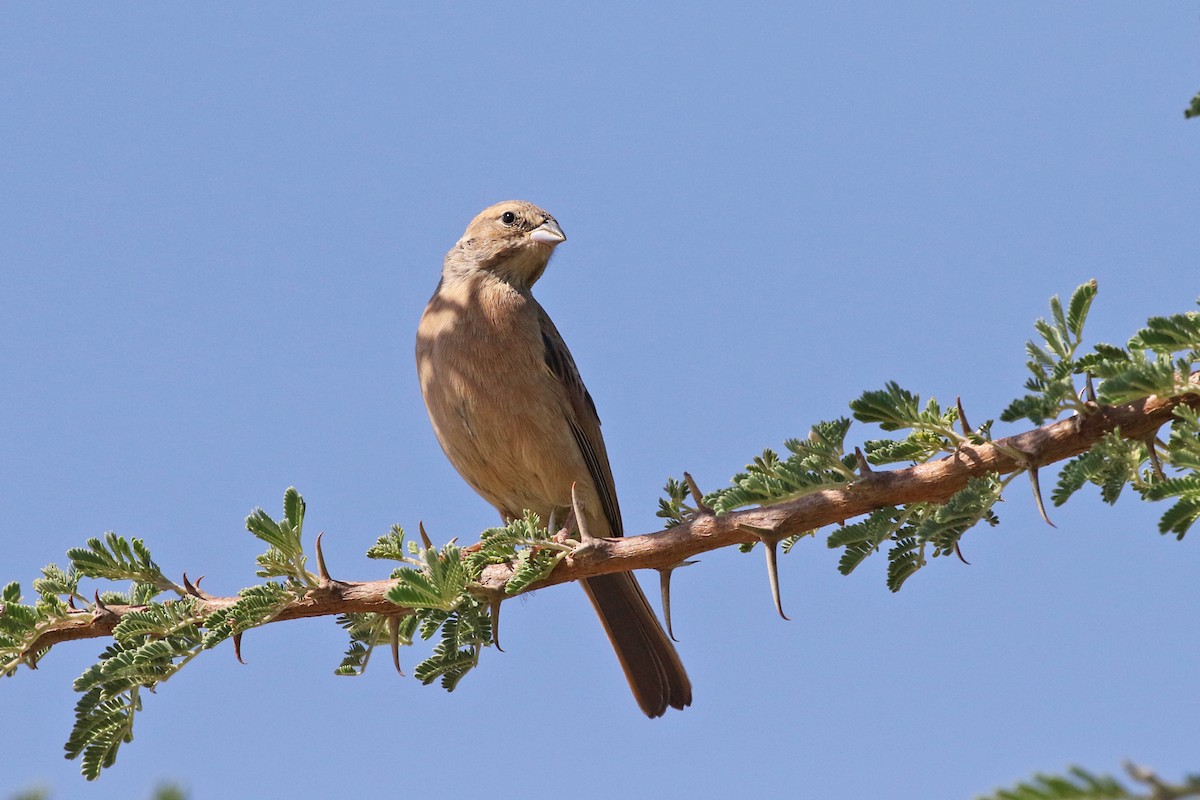 Lark-like Bunting - ML76178401