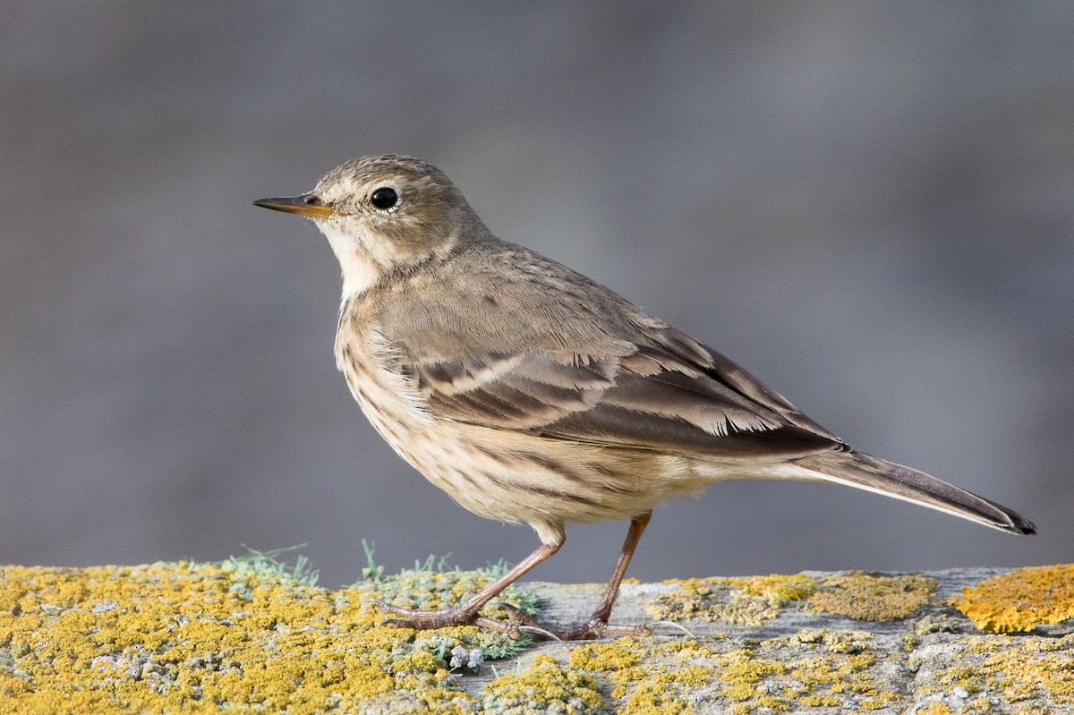 American Pipit - Garrett Lau