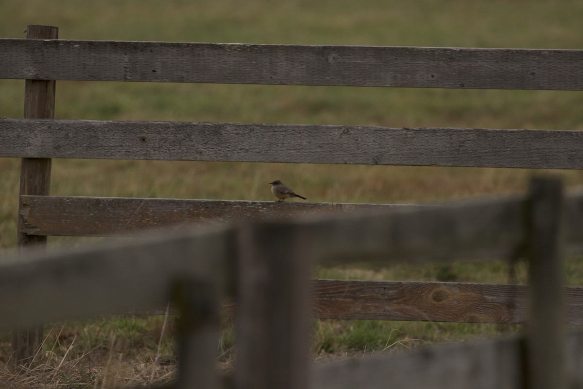 Say's Phoebe - Dan Roth