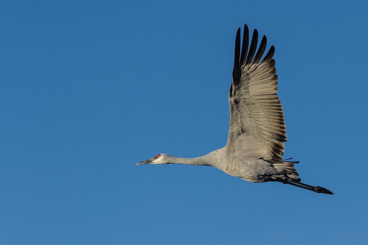 Sandhill Crane - ML76180751