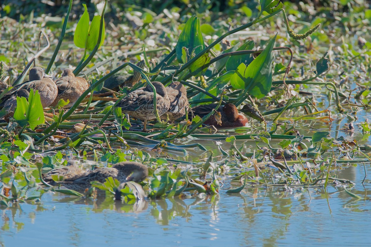 Cinnamon Teal - ML76181511