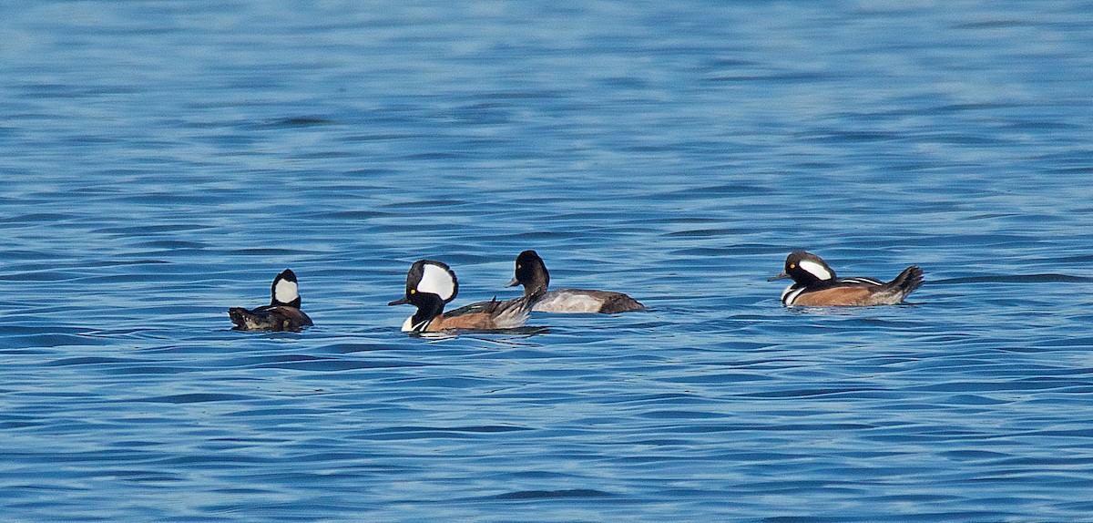 Hooded Merganser - ML76181631