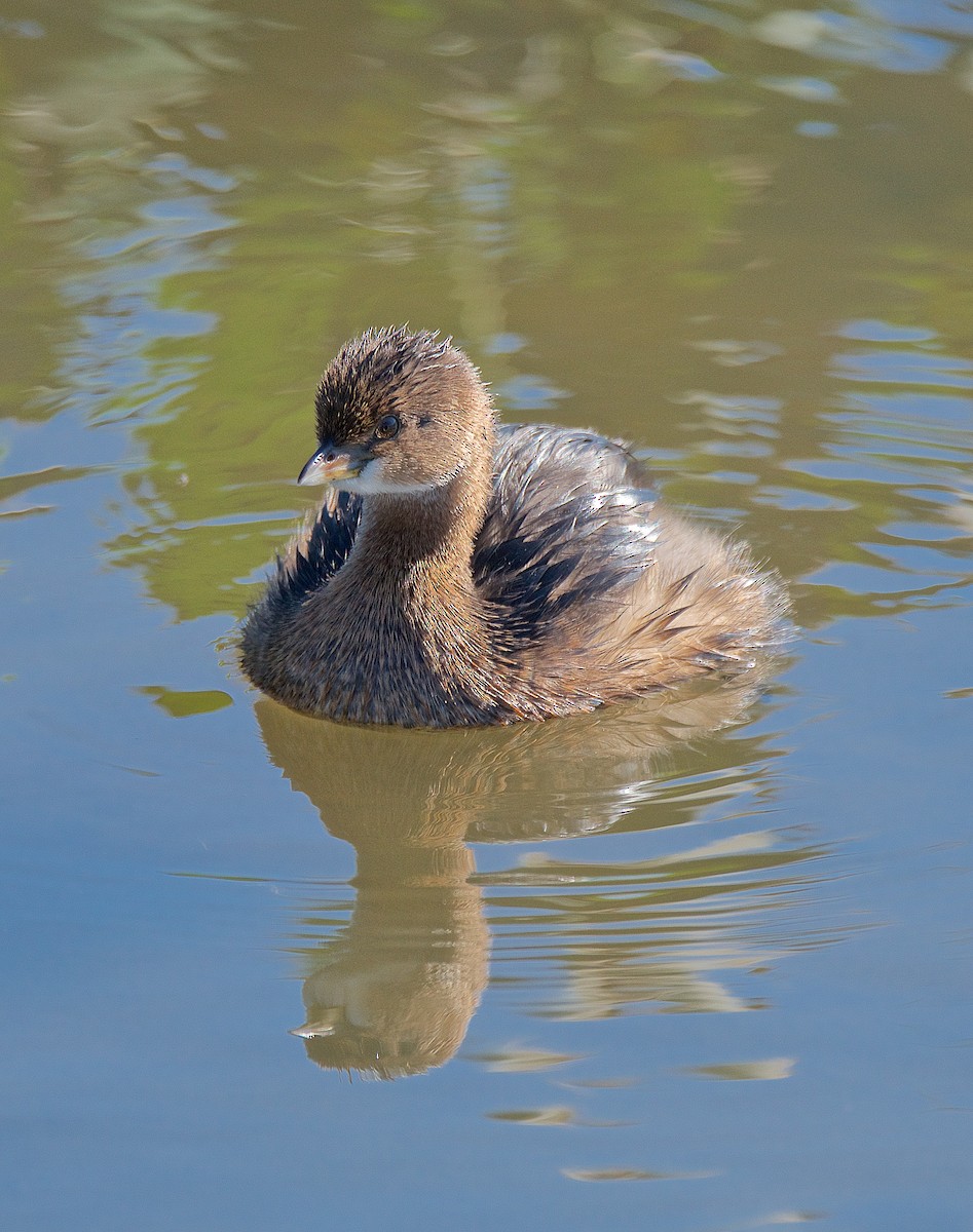 Pied-billed Grebe - ML76181991