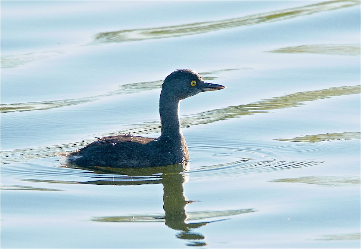 Least Grebe - ML76182091