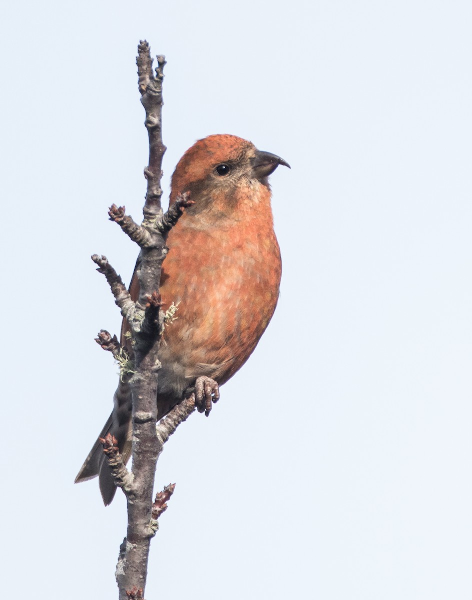 Bec-croisé des sapins - ML76182791