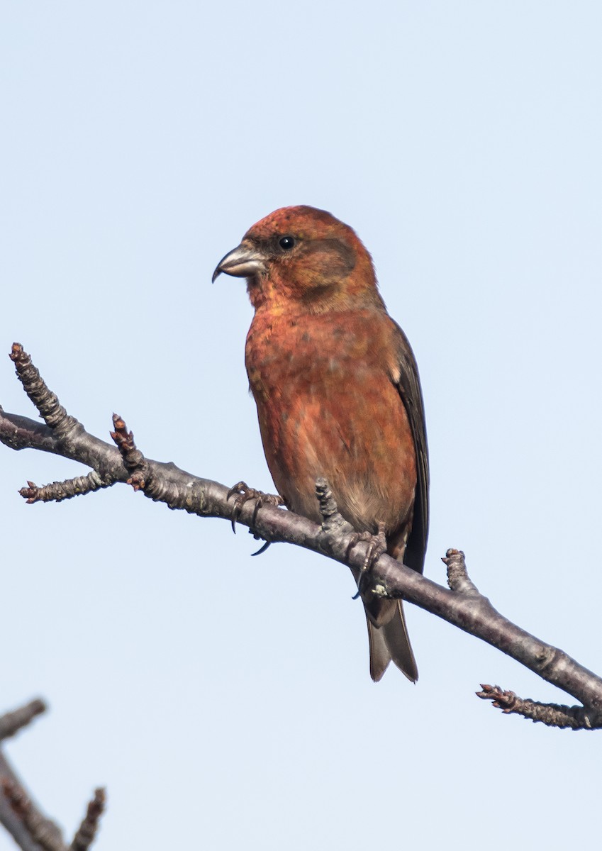 Red Crossbill - ML76182831