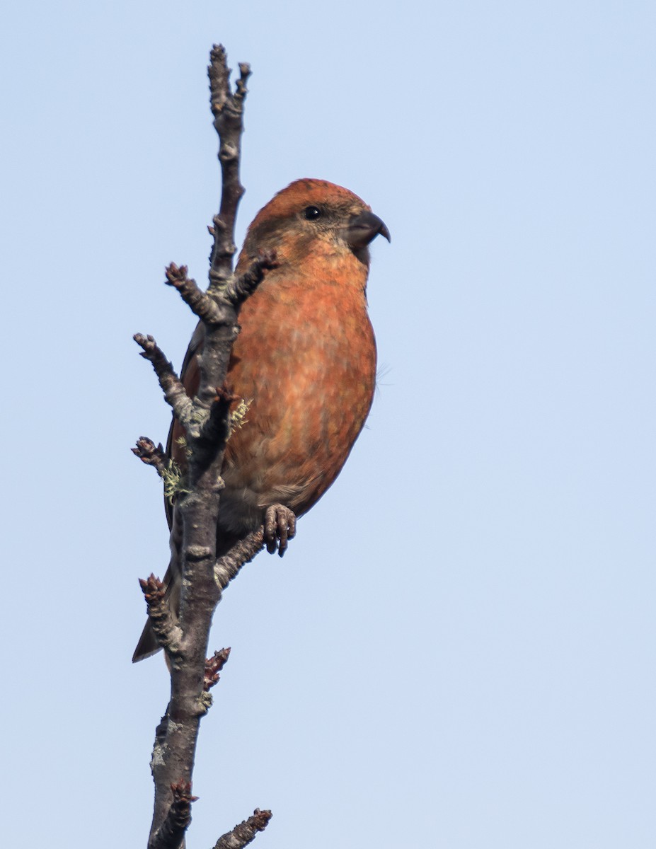 Red Crossbill - ML76182971