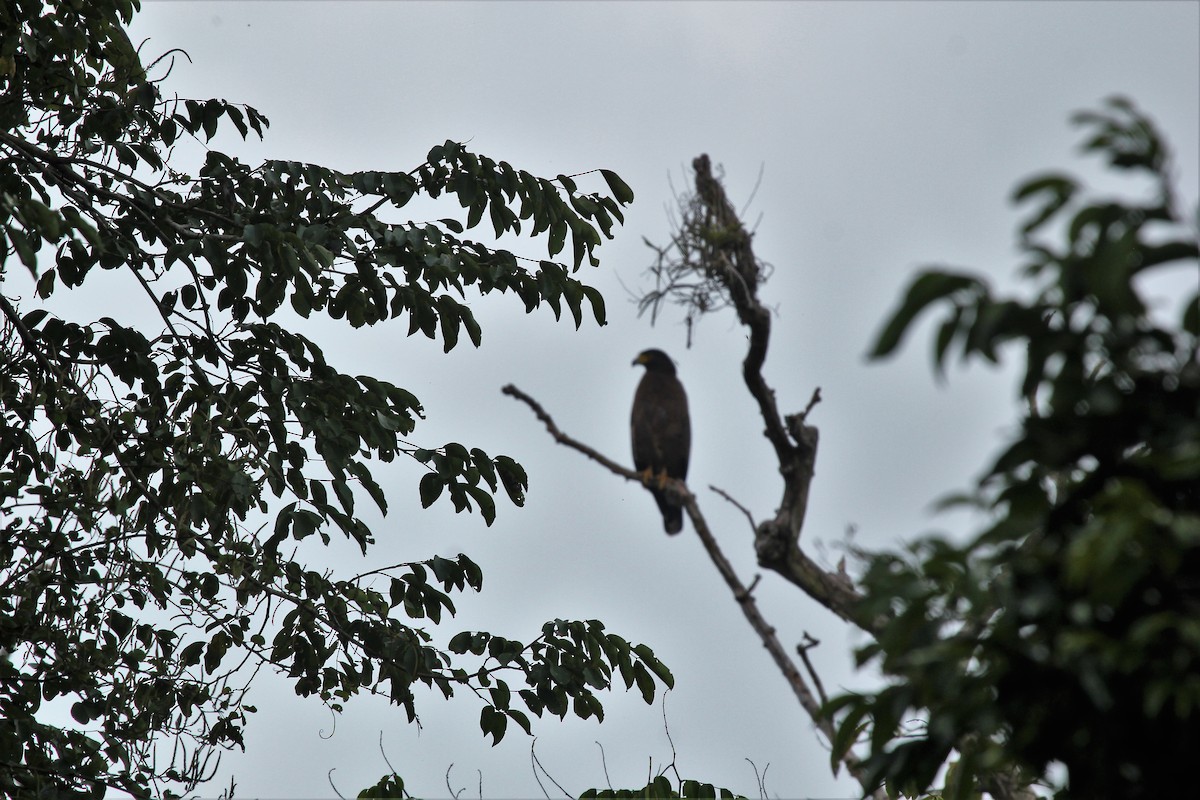 Crested Serpent-Eagle - ML76183131