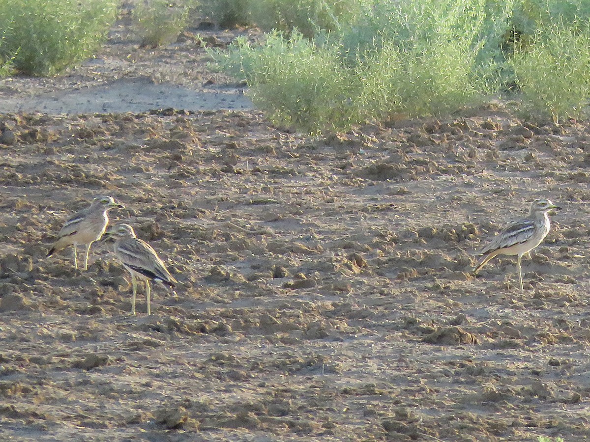 Eurasian Thick-knee - ML76185431