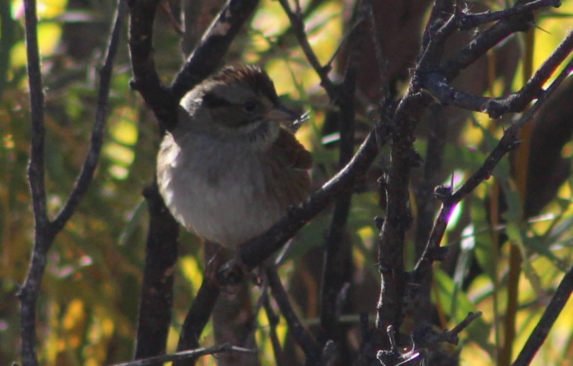Swamp Sparrow - ML76186051