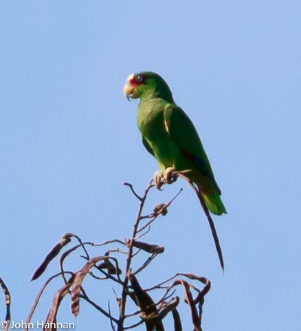 White-fronted Parrot - ML76186121