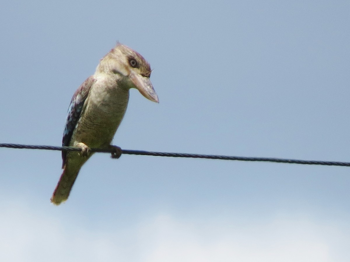 Blue-winged Kookaburra - Glenda Fitzpatrick