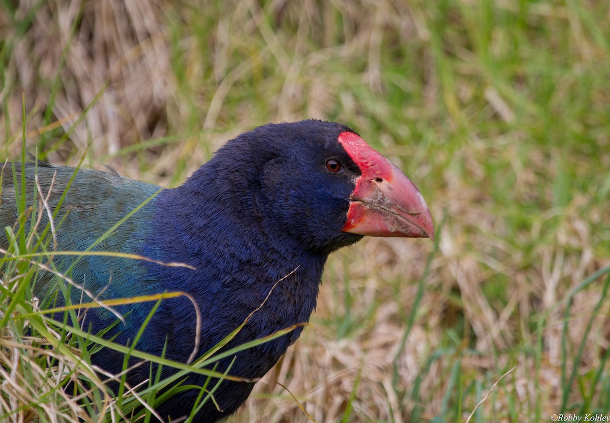 South Island Takahe - ML76190191
