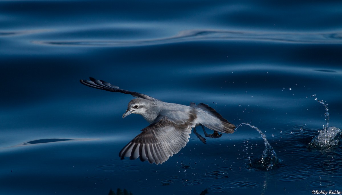 Fairy Prion - ML76191321