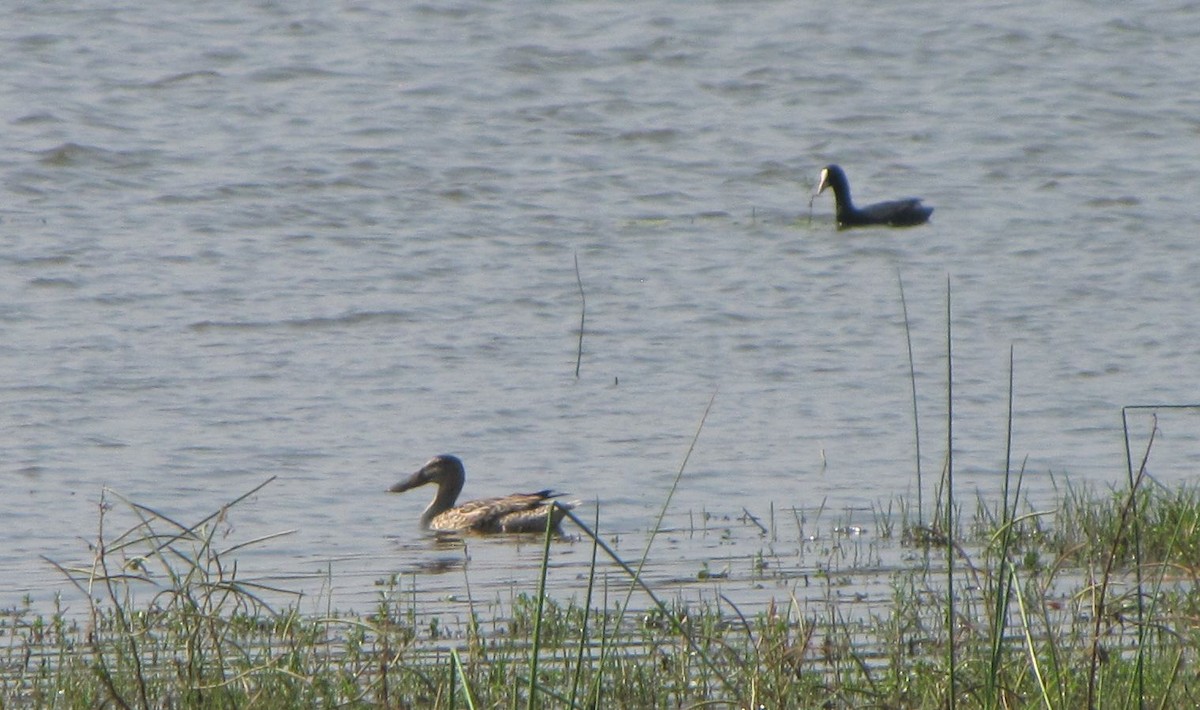 Northern Shoveler - ML76191411