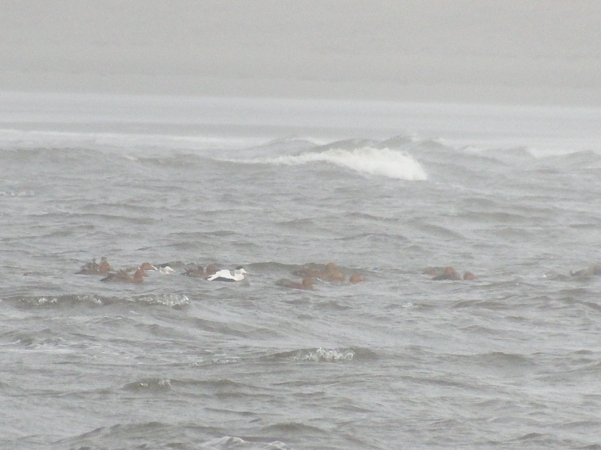 Common Eider - ML76192181