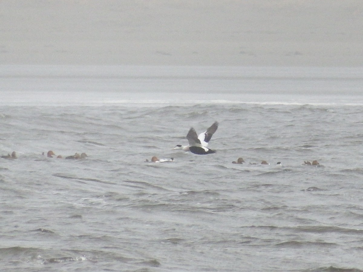 Common Eider - ML76192191